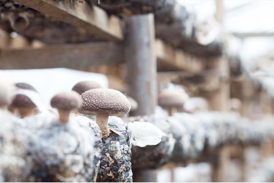 Wir bauen unsere Shiitake-Pilze selbst in Mitrovice, Kosovo, an.