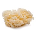 Cauliflower Mushroom