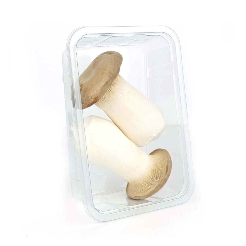 Koningsoesterzwam 2 stuks